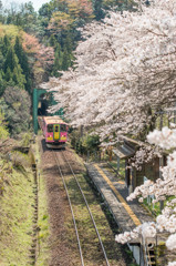 春の樽見鉄道