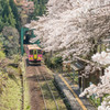 春の樽見鉄道