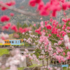 花桃鉄道２