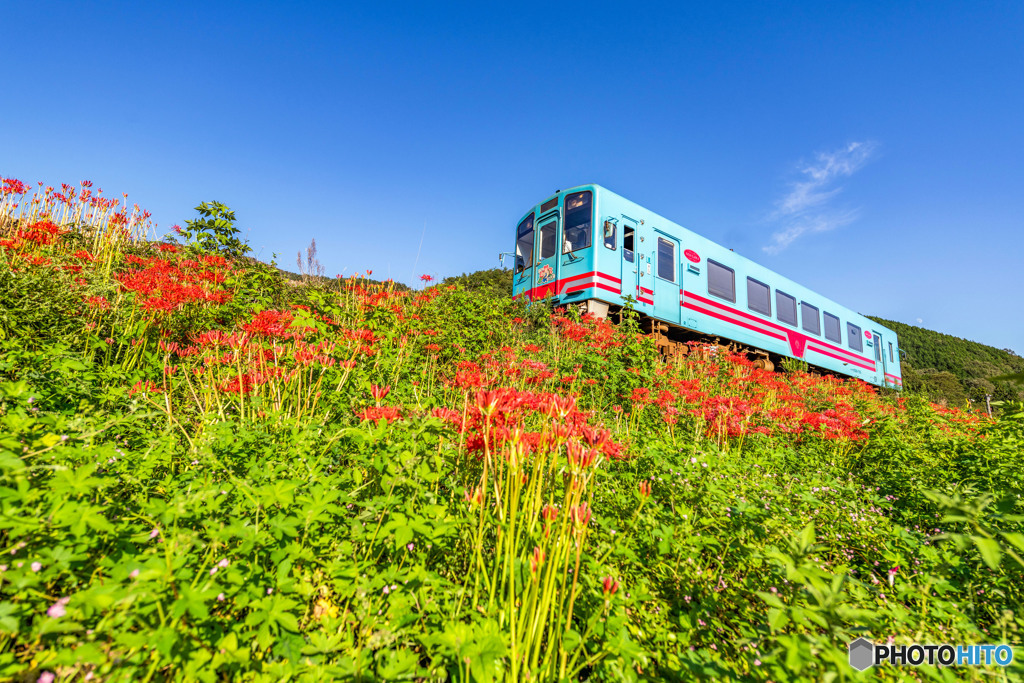 秋の樽見鉄道