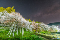 臥龍桜