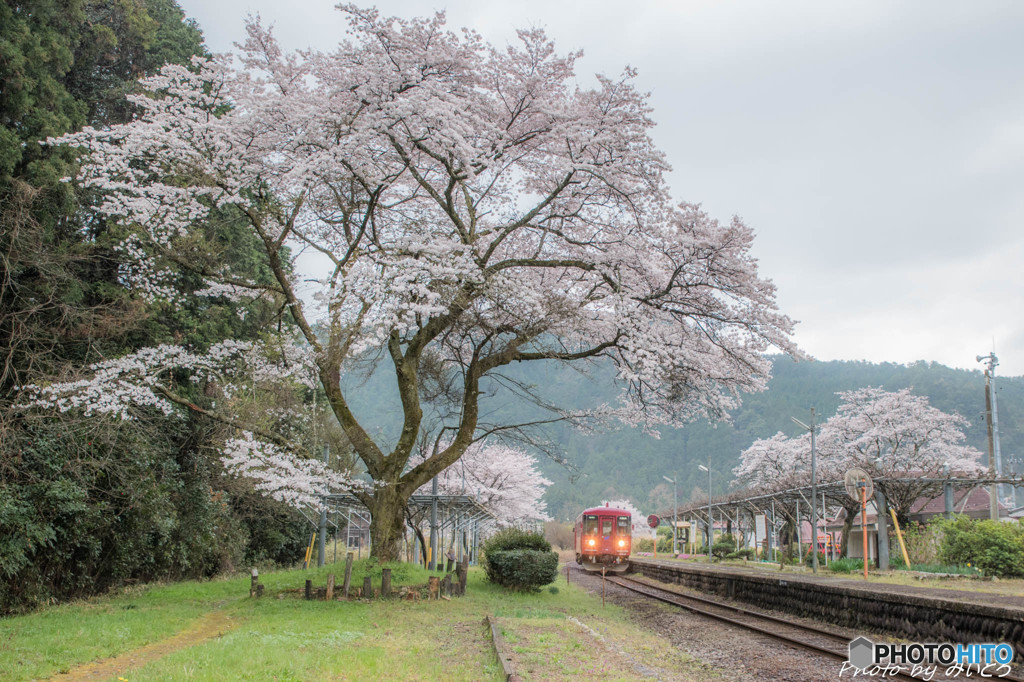 桜鉄道