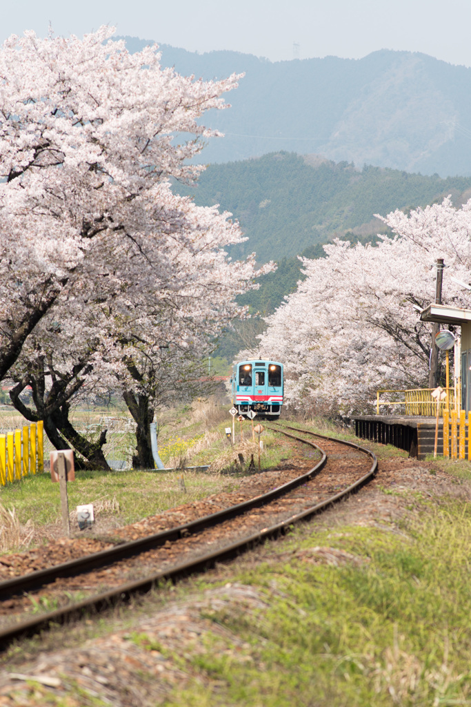 春の樽見鉄道