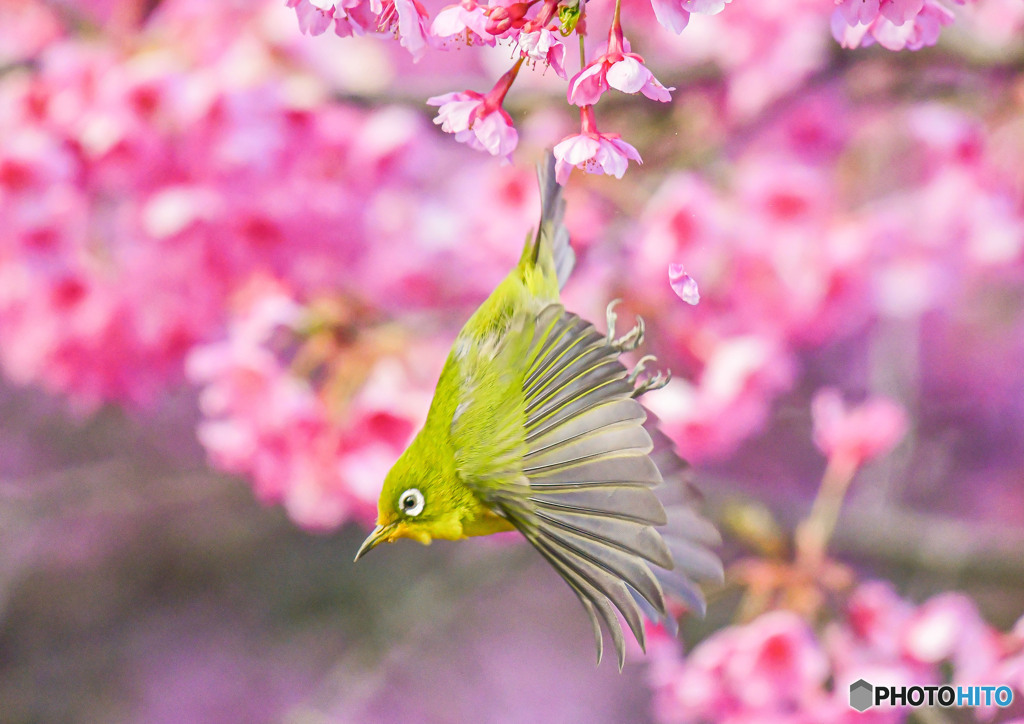 河津桜メジロ２