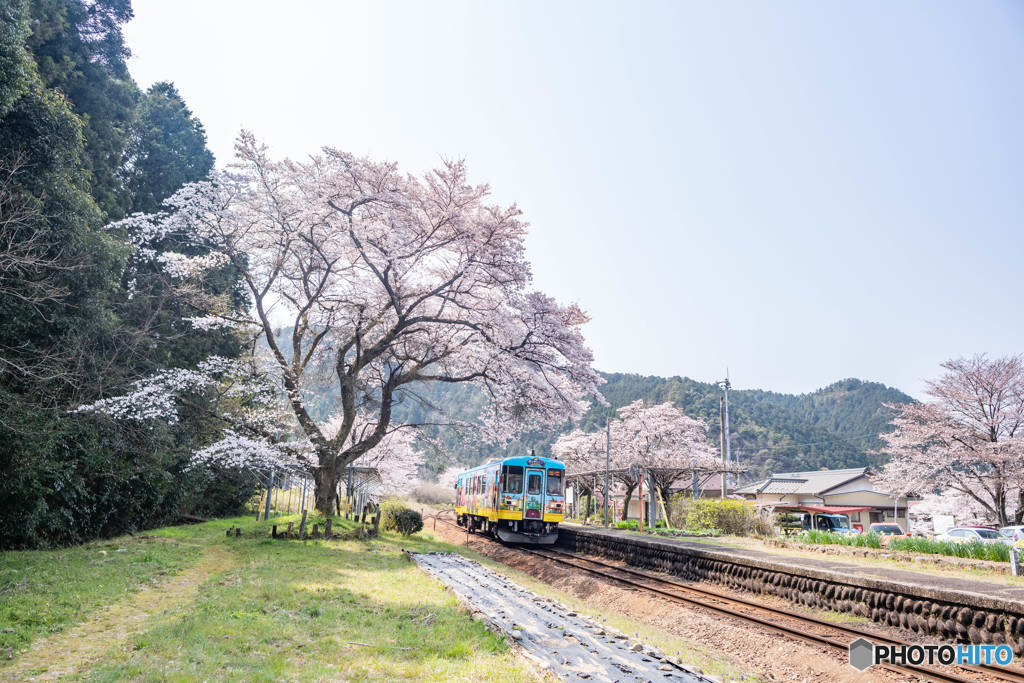 桜鉄道