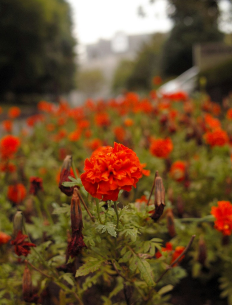 花