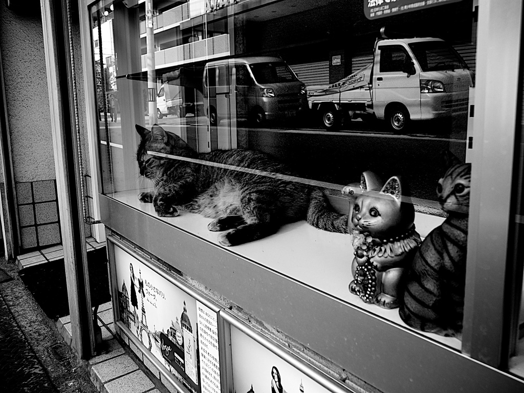 ガラス向こうの三匹