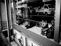 ガラス向こうの三匹