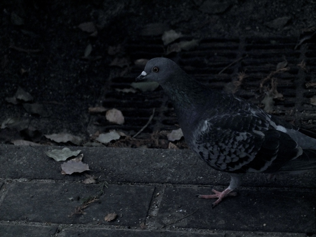 鳩