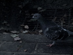 鳩