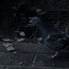 鳩