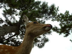ぺろりんちょ