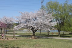手賀沼の桜