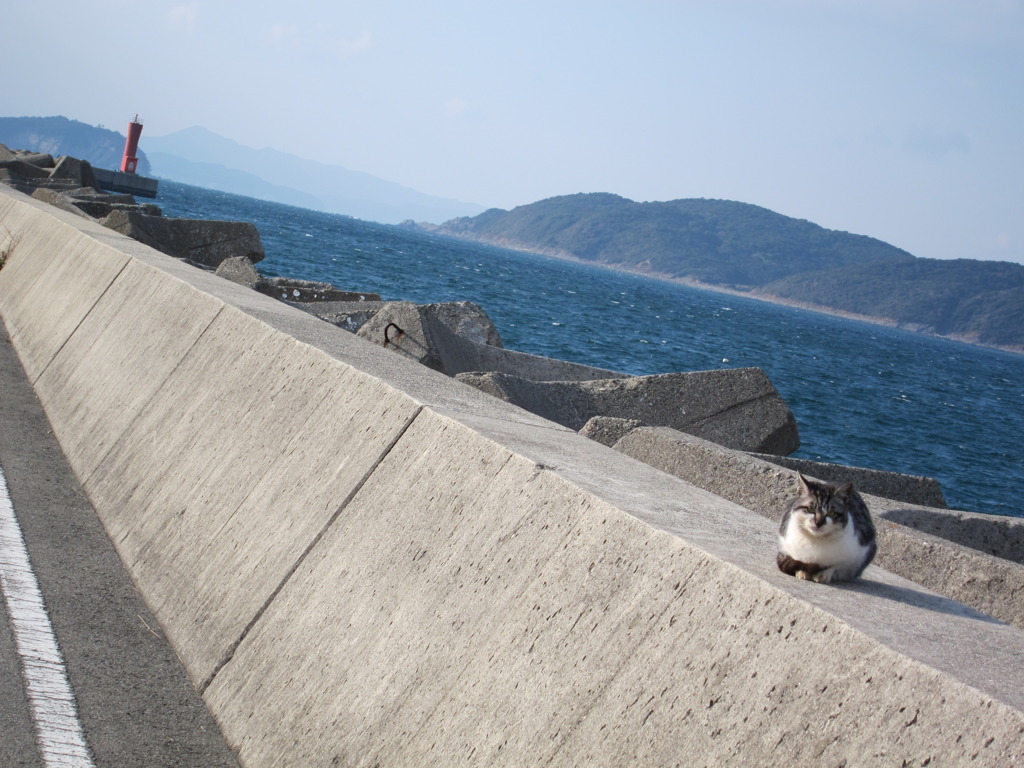海　猫