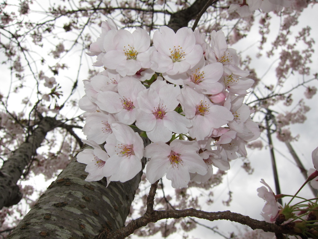 桜２