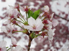 桜１