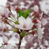 桜１