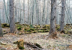 Voiceless forest