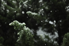 雪