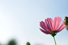 秋桜