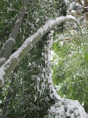 雪ニモマケズ