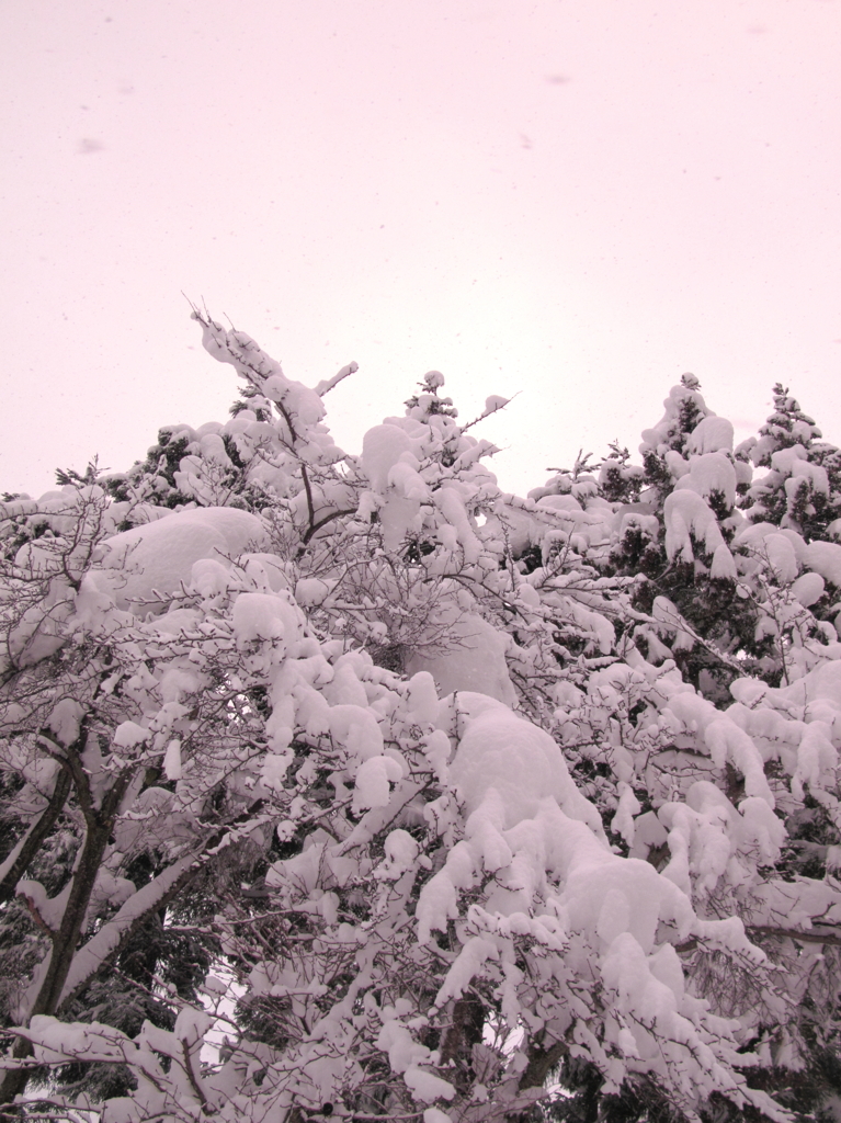 雪桜