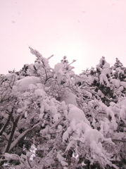 雪桜