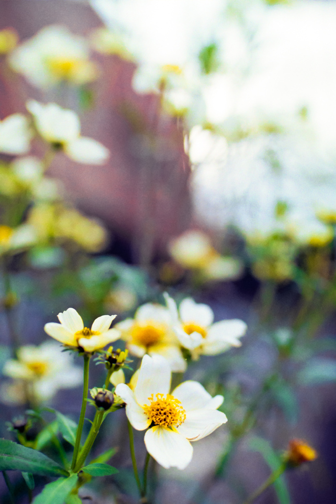 WINTER FLOWER