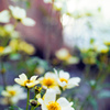 WINTER FLOWER