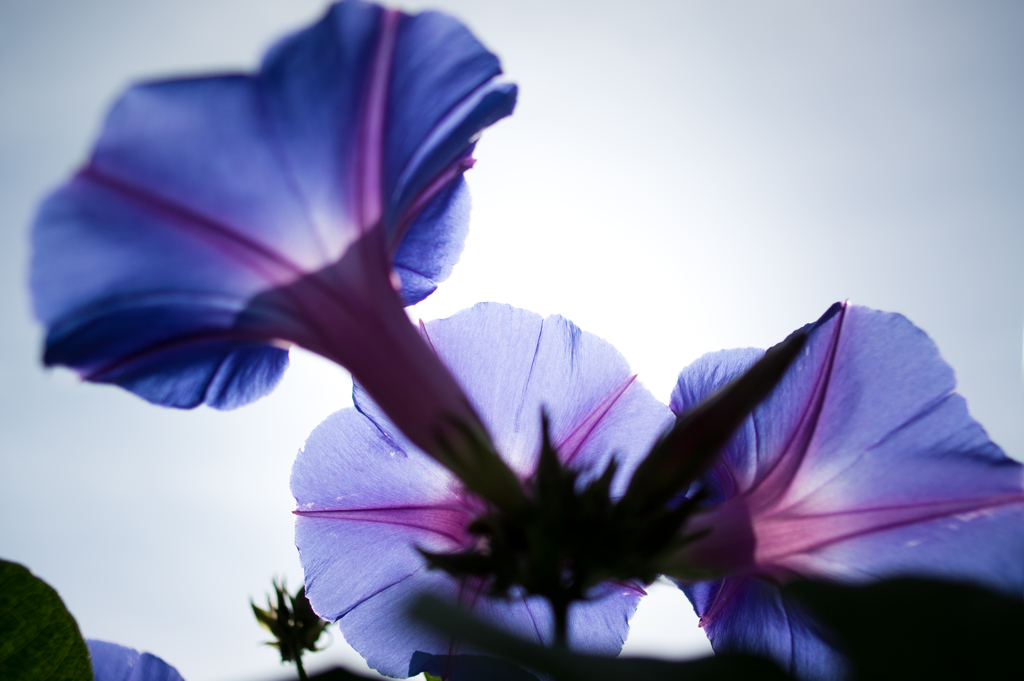 Bindweed