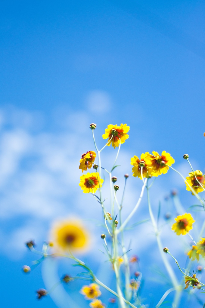 To sky "yellow"