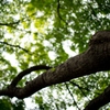 Small maple