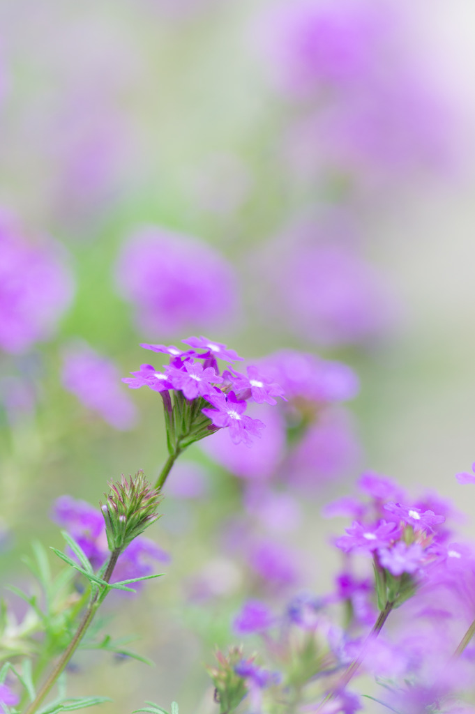 Soft Purple