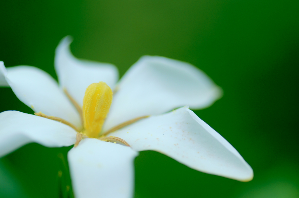 Gardenia