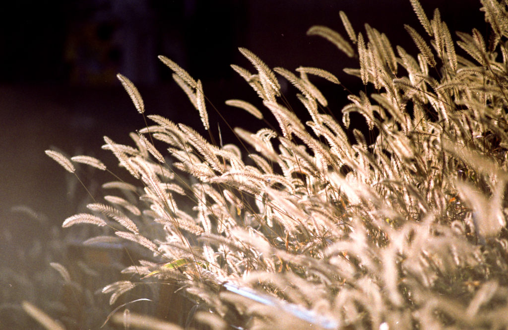 Golden foxtail