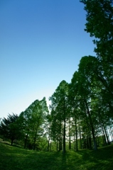 Sprouting forest