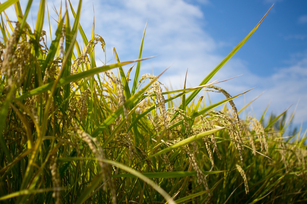 Harvest season