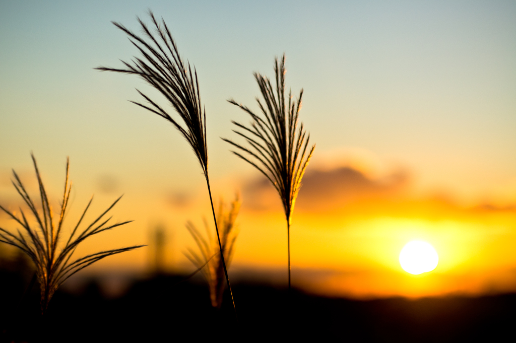 Japanese golden grass