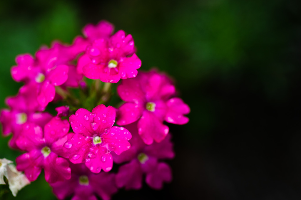 *Verbena crystal*