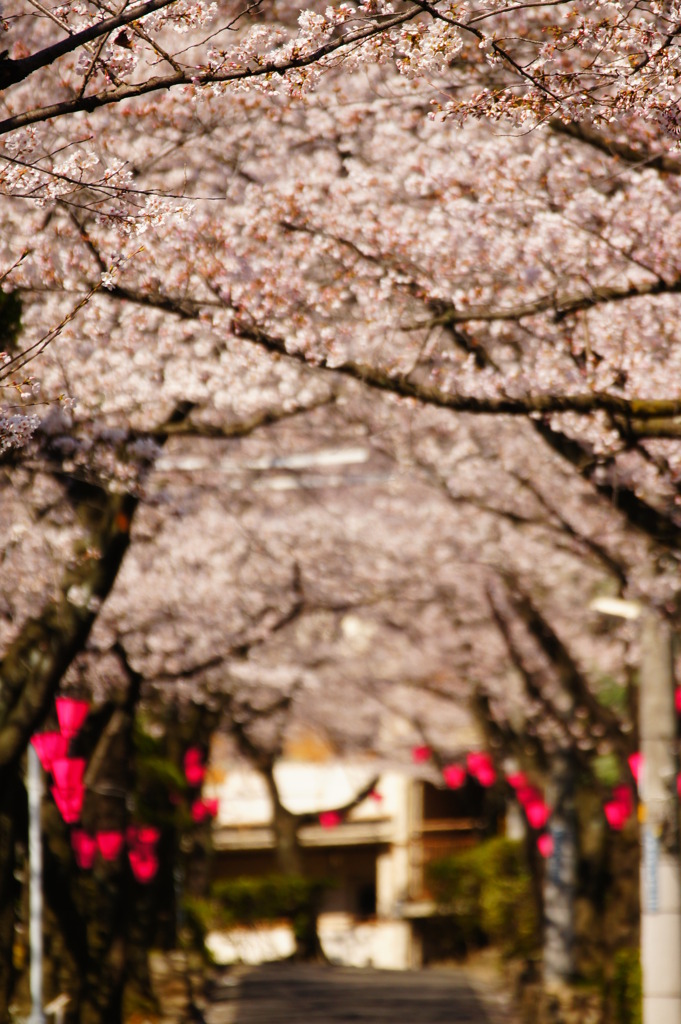 Pink Tunnel