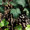 Pine cones