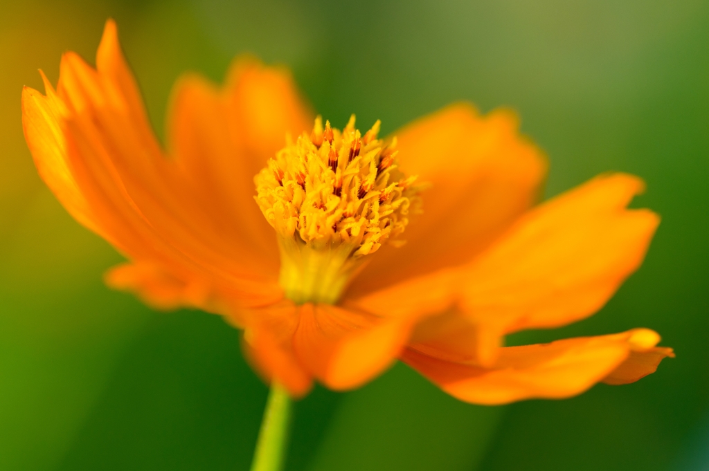 Orange cosmos