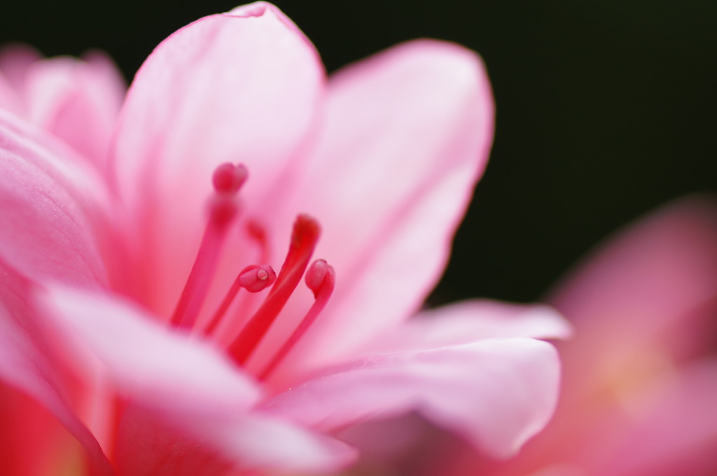 Pink Azalea