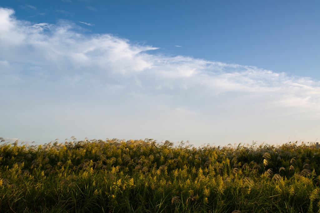 Silver grass and Autumn sky