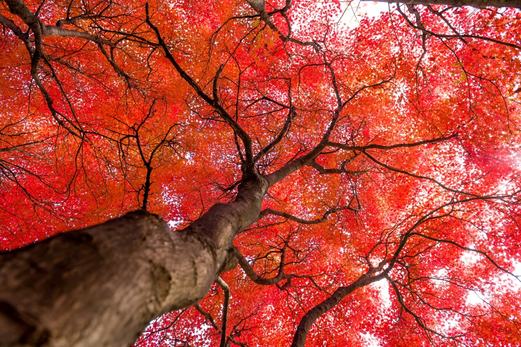 Red Maple