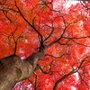 Red Maple