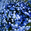 Blue flower garden