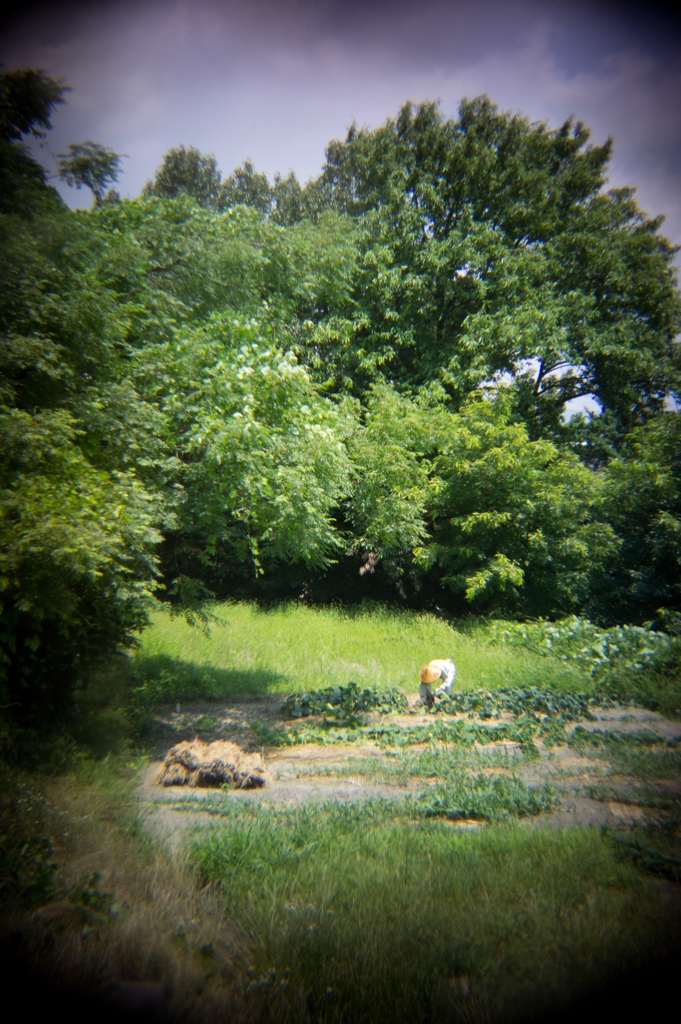 Field work