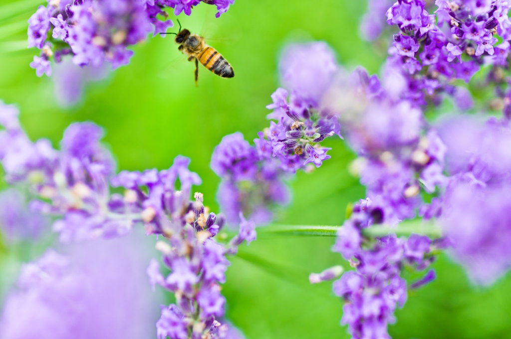 Move from lavender to lavender