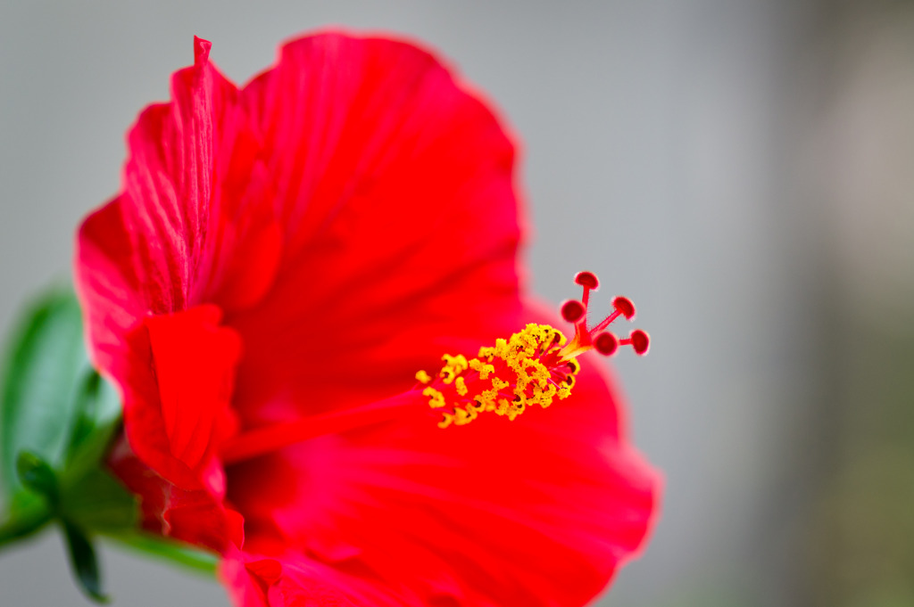 Summer red